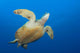 Endangered Green Sea Turtle Wall Decal Design 4