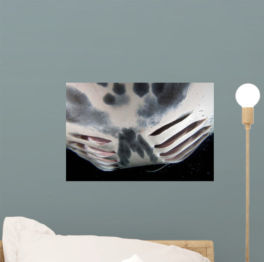 Close-up Gill Slits Manta Wall Decal