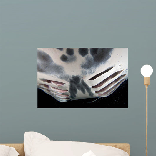 Close-up Gill Slits Manta Wall Decal