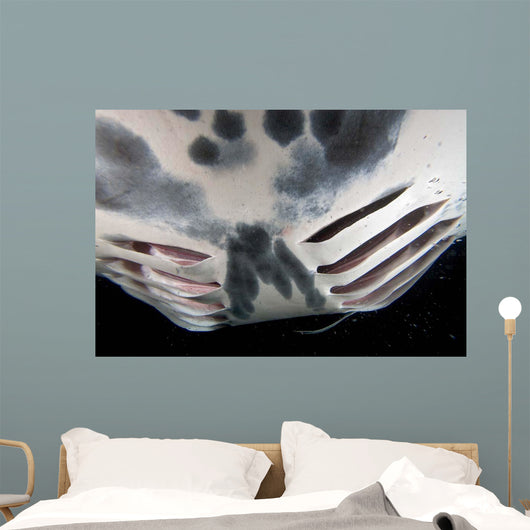 Close-up Gill Slits Manta Wall Decal