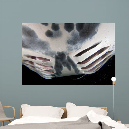 Close-up Gill Slits Manta Wall Decal