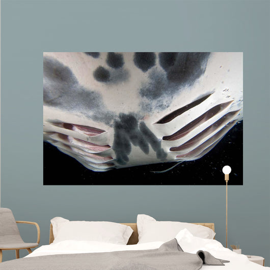 Close-up Gill Slits Manta Wall Decal