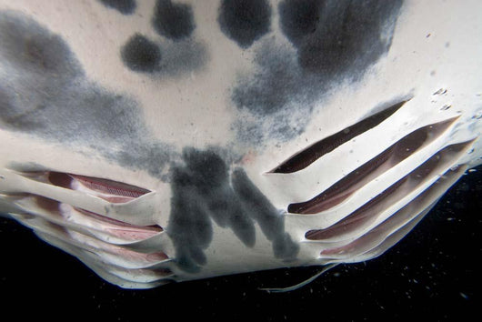 Close-up Gill Slits Manta Wall Decal