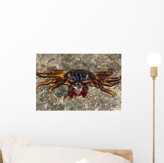 Shore Crabs Grapsus Species Wall Decal
