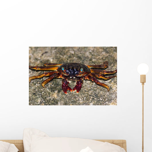 Shore Crabs Grapsus Species Wall Decal