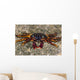Shore Crabs Grapsus Species Wall Decal