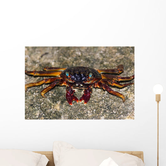 Shore Crabs Grapsus Species Wall Decal