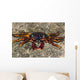 Shore Crabs Grapsus Species Wall Decal