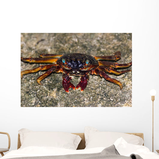 Shore Crabs Grapsus Species Wall Decal