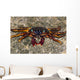 Shore Crabs Grapsus Species Wall Decal