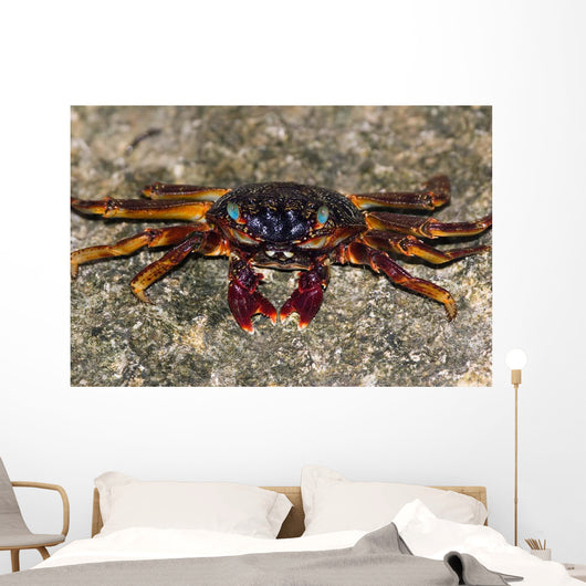 Shore Crabs Grapsus Species Wall Decal