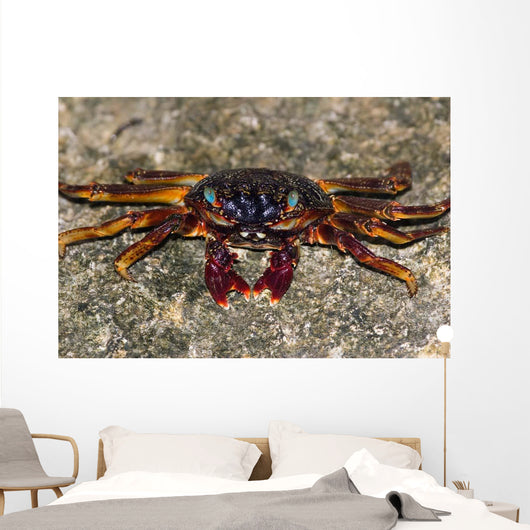 Shore Crabs Grapsus Species Wall Decal
