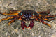 Shore Crabs Grapsus Species Wall Decal