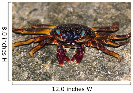 Shore Crabs Grapsus Species Wall Decal