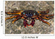 Shore Crabs Grapsus Species Wall Decal