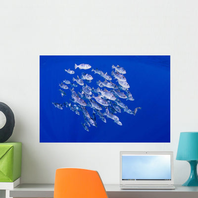 School Spotted Oceanic Triggerfish Wall Decal shown on a wall