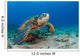 Endangered Green Sea Turtle Wall Decal Design 2