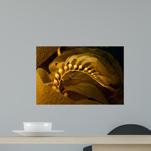 Giant Kelp Frond Showing Wall Decal