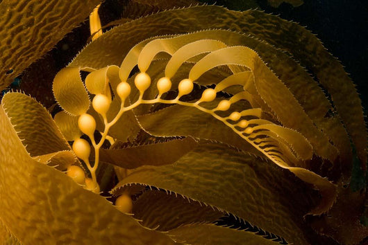 Giant Kelp Frond Showing Wall Decal