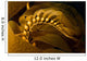 Giant Kelp Frond Showing Wall Decal