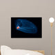 This Pelagic Tunicate Is Wall Decal