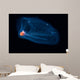 This Pelagic Tunicate Is Wall Decal