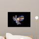 Bobtail Squid Komodo Indonesia Wall Decal Design 2