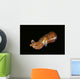 Bobtail Squid Komodo Indonesia Wall Decal Design 1