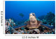 Endangered Green Sea Turtles Wall Decal