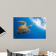 Endangered Green Sea Turtle Wall Decal Design 1