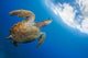 Endangered Green Sea Turtle Wall Decal Design 1