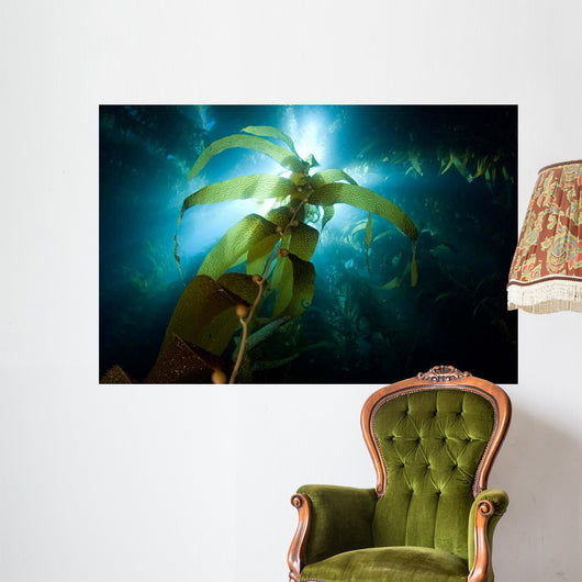 Sunlight Streaming through Forest Wall Decal
