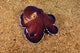 Veined Octopus Octopus Marginatus Wall Decal