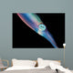 Caribbean Reef Squid Shallow Wall Decal Design 1