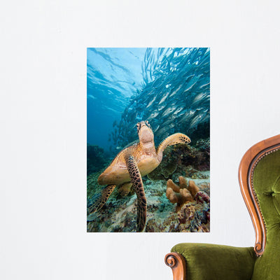 Green Sea Turtle and Wall Decal shown on a wall
