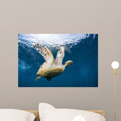 Hawksbill Sea Turtle Bonaire Wall Decal shown on a wall