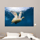 Hawksbill Sea Turtle Bonaire Wall Decal