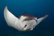 Spotted Eagle Ray Swimming Wall Decal Design 1