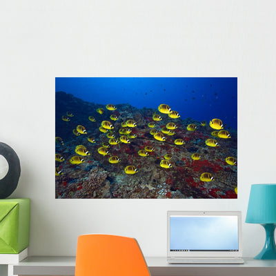 Schooling Raccoon Butterflyfish Chaetodon Wall Decal shown on a wall