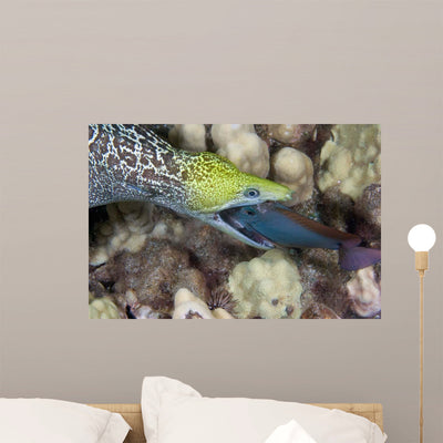 Undulated Moray Eel Feeding Wall Decal shown on a wall
