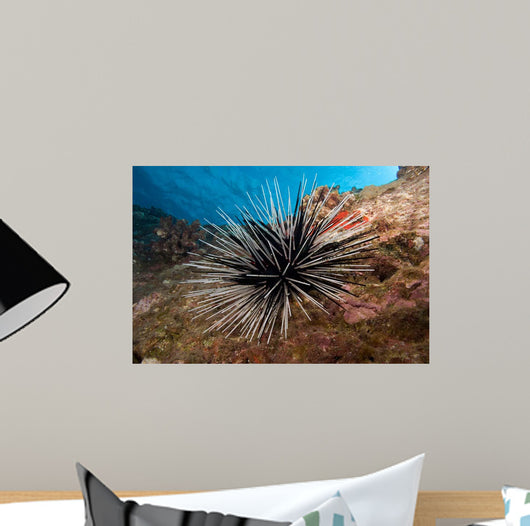 Banded Sea Urchin Echinothrix Wall Decal