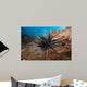 Banded Sea Urchin Echinothrix Wall Decal