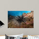 Banded Sea Urchin Echinothrix Wall Decal