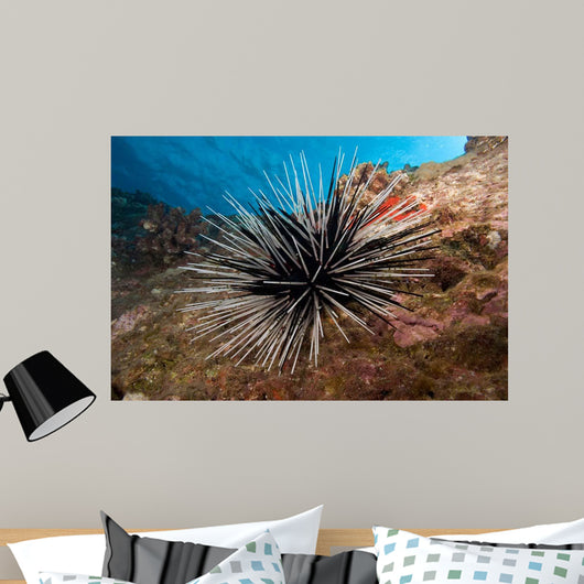 Banded Sea Urchin Echinothrix Wall Decal
