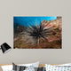 Banded Sea Urchin Echinothrix Wall Decal