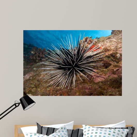 Banded Sea Urchin Echinothrix Wall Decal