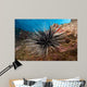 Banded Sea Urchin Echinothrix Wall Decal