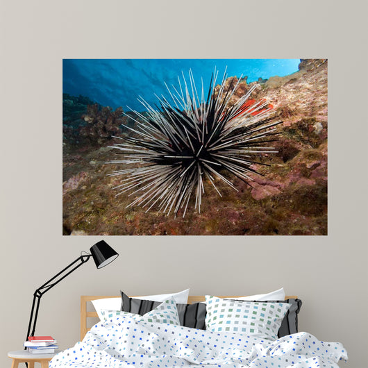 Banded Sea Urchin Echinothrix Wall Decal