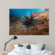 Banded Sea Urchin Echinothrix Wall Decal