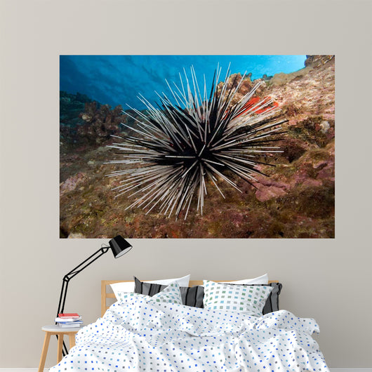 Banded Sea Urchin Echinothrix Wall Decal